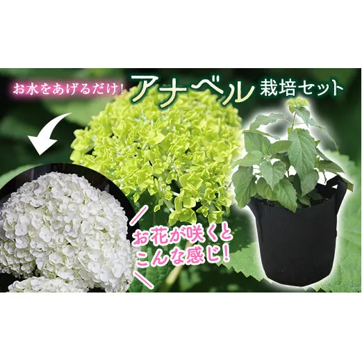 FKK19-806_【先行予約】アナベル栽培セット 花 はな ガーデニング フラワー アジサイ 紫陽花 インテリア 観葉植物 観賞用 鉢植え 苗