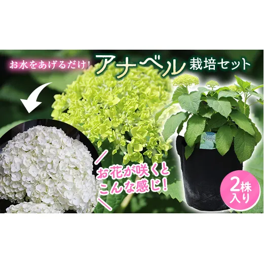 FKK19-883_【先行予約】アナベル 栽培セット(2株) 花 はな ガーデニング フラワー アジサイ 紫陽花 インテリア 観葉植物 観賞用 鉢植え 苗