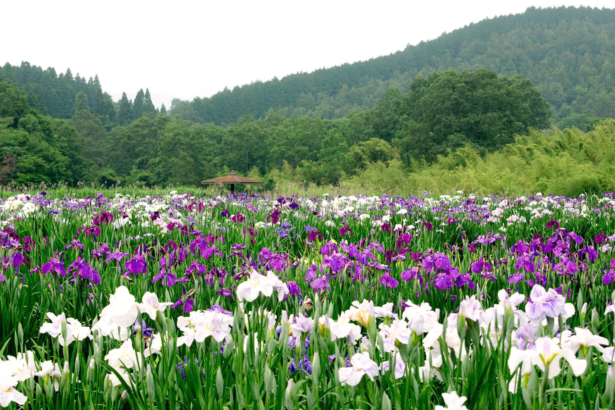神楽女湖花しょうぶ園