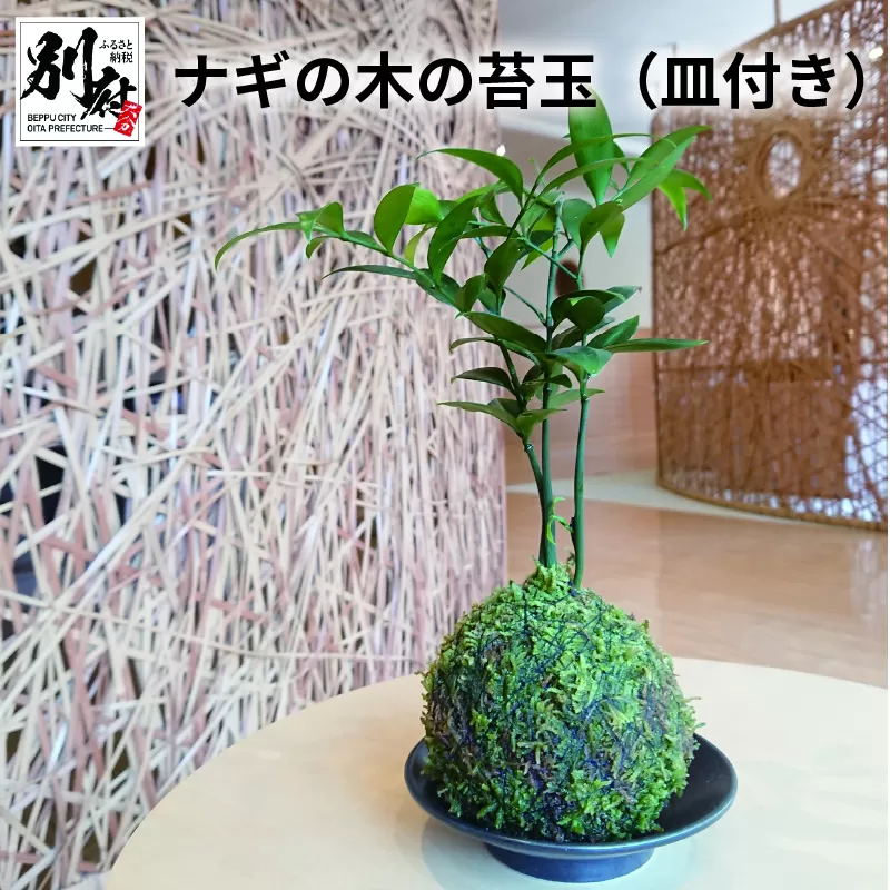ナギの木の苔玉（皿付き）