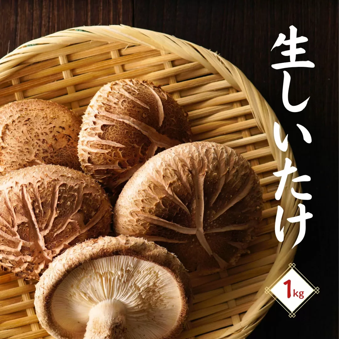 大分産生椎茸（生しいたけ） 津久見で育てた肉厚生しいたけ 生椎茸 1㎏ | しいたけ 椎茸 シイタケ しいたけステーキ 大分県産シイタケ 産直椎茸 しいたけきのこ ギフト 国産 産地直送 津久見市   【tsu005401】