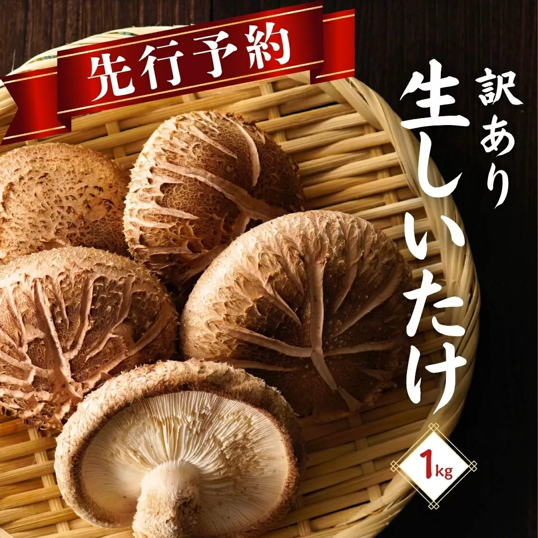【先行予約・訳あり 生しいたけ】 大分県産 しいたけ 津久見で育てた肉厚 生しいたけ 1㎏ | しいたけ生 生椎茸 しいたけステーキ 干椎茸 菌床しいたけ きのこ ギフト 国産 産地直送 津久見市 【tsu005427】