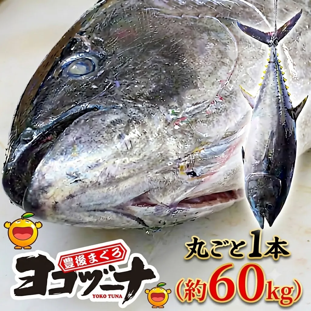 マグロ まるごと1本（解体・カットなし） 約60kg 豊後まぐろヨコヅーナ | 大分県津久見市産 マグロ まぐろ 鮪 丸ごと 赤身 大トロ 中トロ トロ 刺身【tsu0003018】