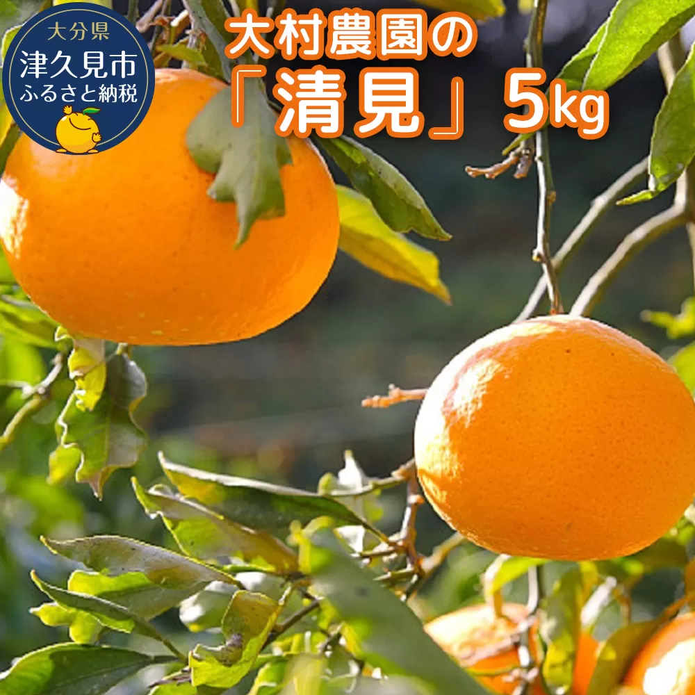 【先行予約】大村農園のみかん 清見 5kg ミカン 蜜柑 オレンジ 果実 旬のフルーツ 大分県産 九州産 津久見市 国産【tsu003103】