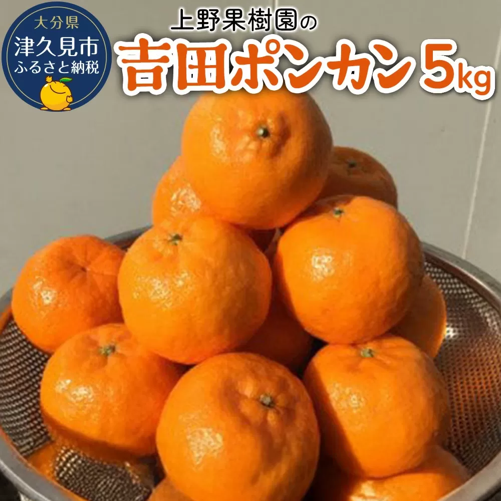 上野果樹園の吉田ポンカン 5kg | ぽんかん オレンジ みかん 果物 くだもの 大分県 九州 津久見市 【tsu003206】