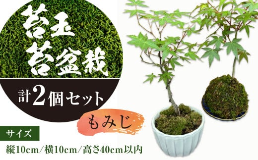 144-1234 苔玉 1個 苔盆栽 1個 (もみじ) 合計2個 セット コケ 苔 144-1234 苔玉 1個 苔盆栽 1個 (もみじ) 合計2個 セット コケ 苔
