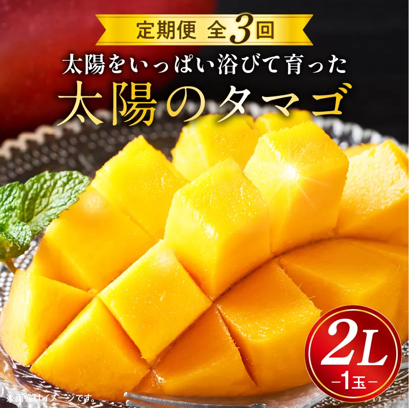 《2026年発送先行予約》【数量・期間限定】太陽のタマゴ2L1玉定期便　全3回_M153-T037