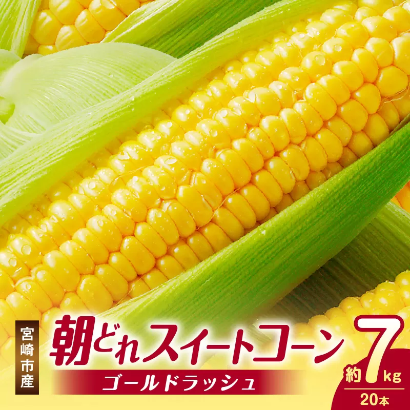 《2025年発送》宮崎市産朝どれスイートコーン（ゴールドラッシュ）約7kg_M320-001_01