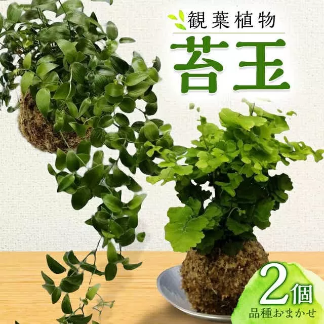観葉植物 苔玉 2個セット (品種おまかせ)_M238-003
