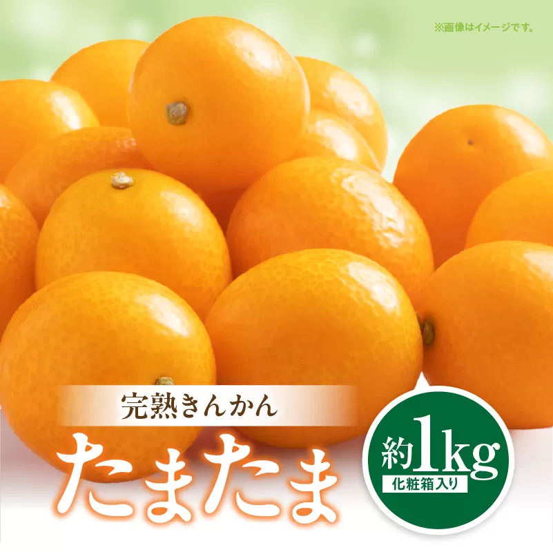 【期間・数量限定】完熟きんかん「たまたま」 約1kg 化粧箱_M344-007