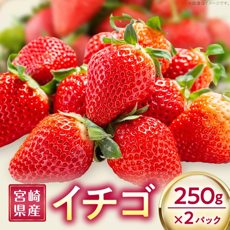 《2026年発送先行予約》【数量・期間限定】宮崎県産イチゴ 250g×2パック_M320-004