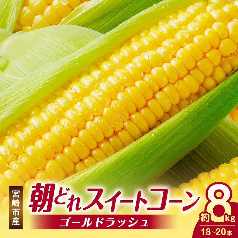 《2026年発送先行予約》【数量・期間限定】宮崎市産朝どれスイートコーン（ゴールドラッシュ）約8kg_M320-001