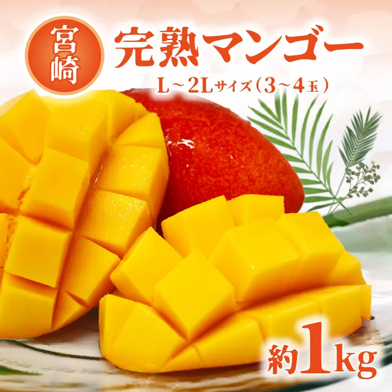 【期間限定】宮崎完熟マンゴー 約1kg L〜2Lサイズ（3〜4玉）_M338-001