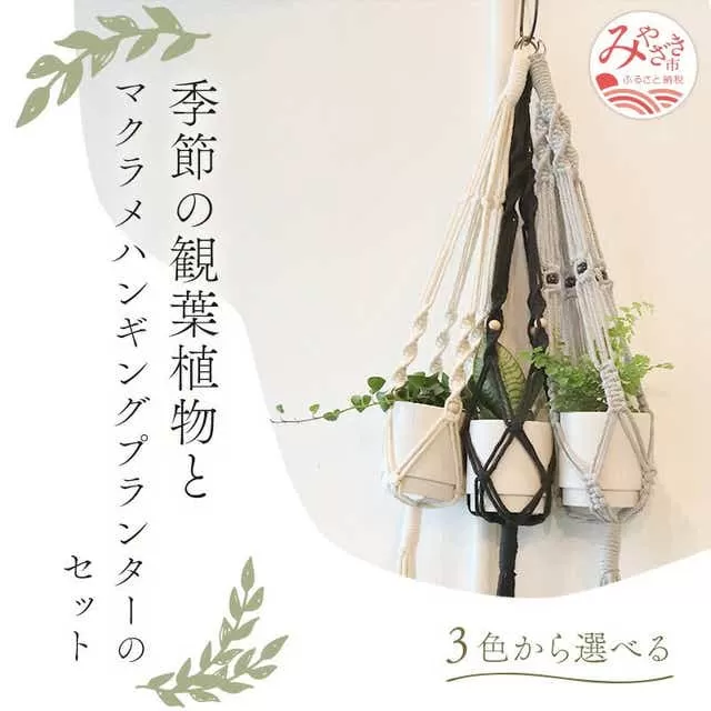 《グレー》季節の観葉植物と3色から選べるマクラメハンギングプランタ―のセット_M005-006_gr