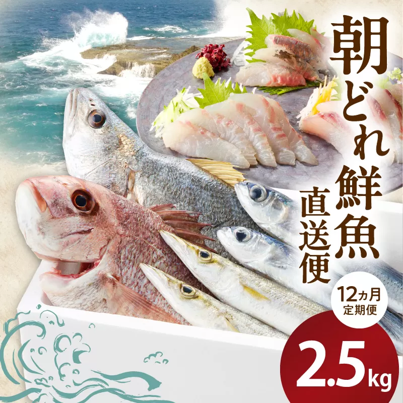 【12ヶ月定期便】大和海商の朝どれ鮮魚直送便　 2.5? N072-YG0257