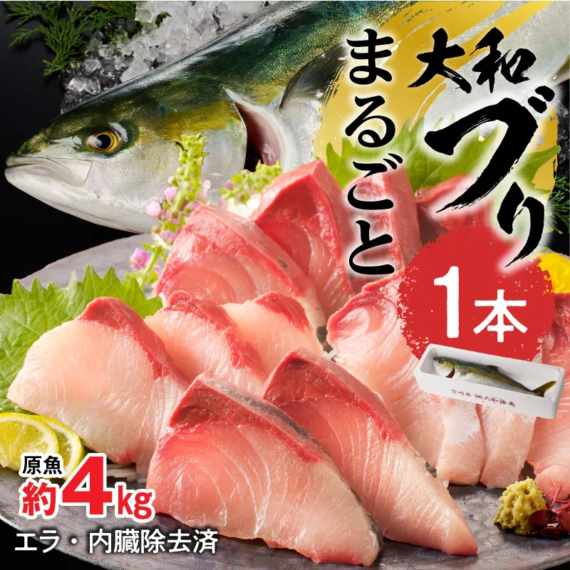 まるごと一本！大和ブリ 原魚約4kg N072-YC131