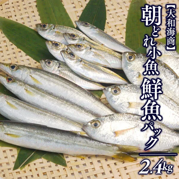 【単月お届け】大和海商の朝どれ鮮魚小魚パック2.4kg N072-YA2241