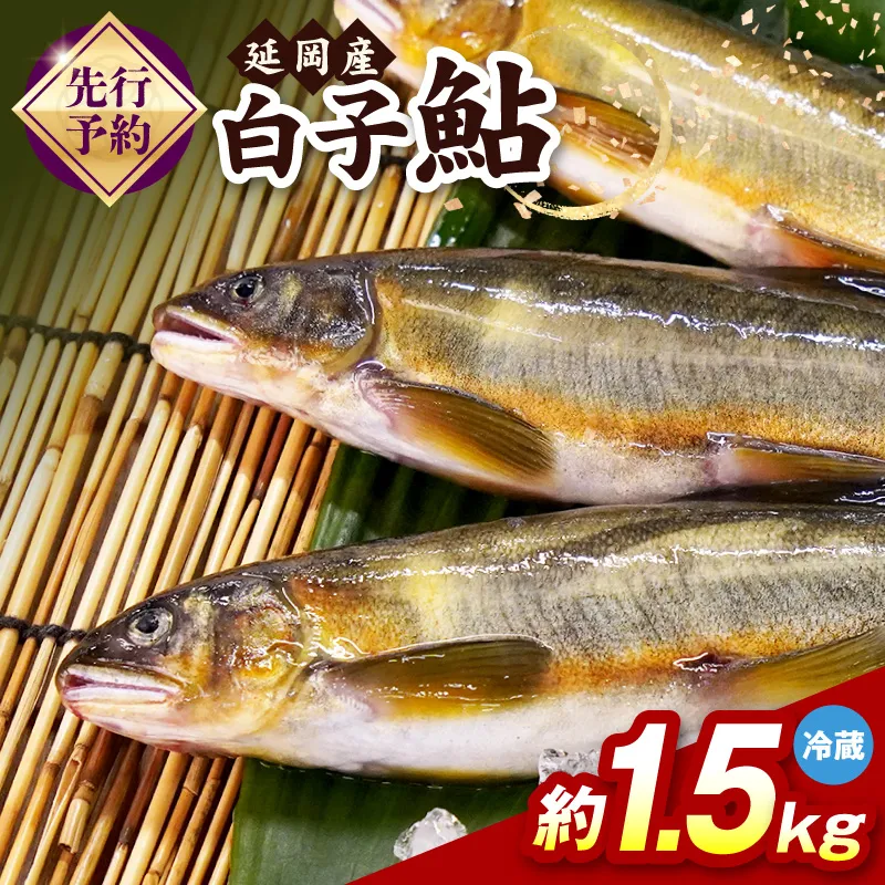 【先行予約】2026年10月下旬より発送開始【冷蔵】白子鮎約1.5kg N070-YA865-1