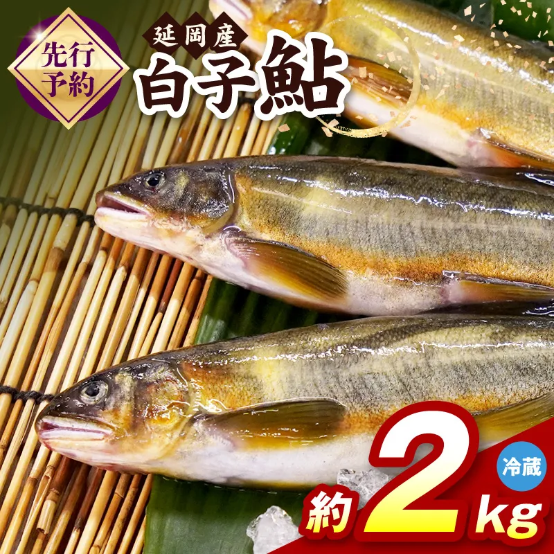 【先行予約】2026年10月下旬より発送開始【冷蔵】白子鮎約2kg N070-YB358-1