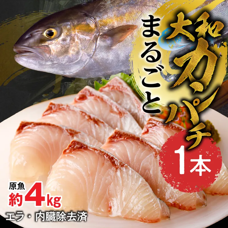 まるごと一本！大和カンパチ 原魚約4kg N072-YC817