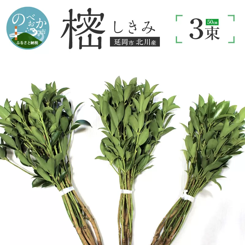 しきみ樒50cm N029-YA0147
