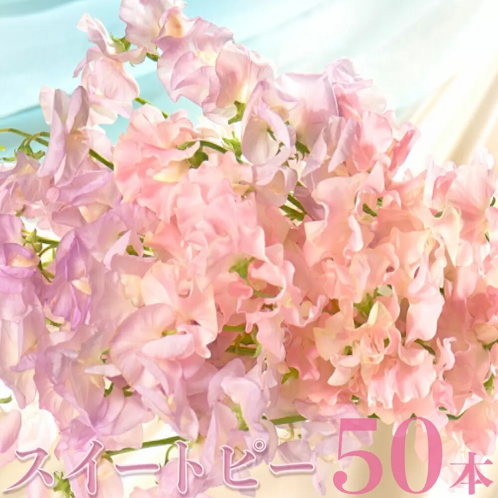 【1月～3月発送】スイートピー50本 N029-YC231