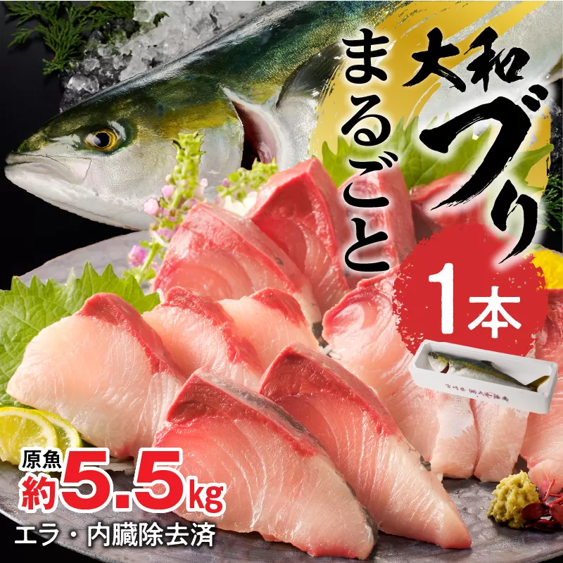 【10月～2月発送!!】まるごと一本！大和ブリ内臓処理済み刺身ぶりしゃぶ煮物 N072-YC630