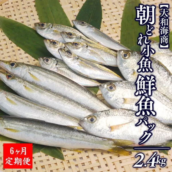 【6ヶ月定期便】大和海商の朝どれ鮮魚小魚パック2.4kg N072-YE093
