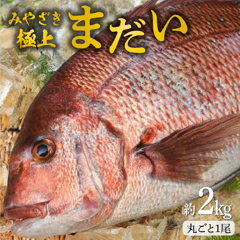 【冷蔵】たいセミドレス N018-YZA184