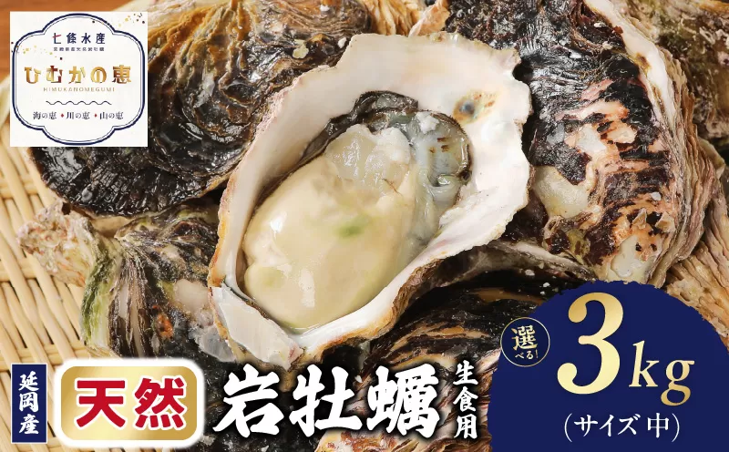 延岡産天然岩牡蠣（生食用）3kg（中）（2025年4月から発送開始） N036-YZA526