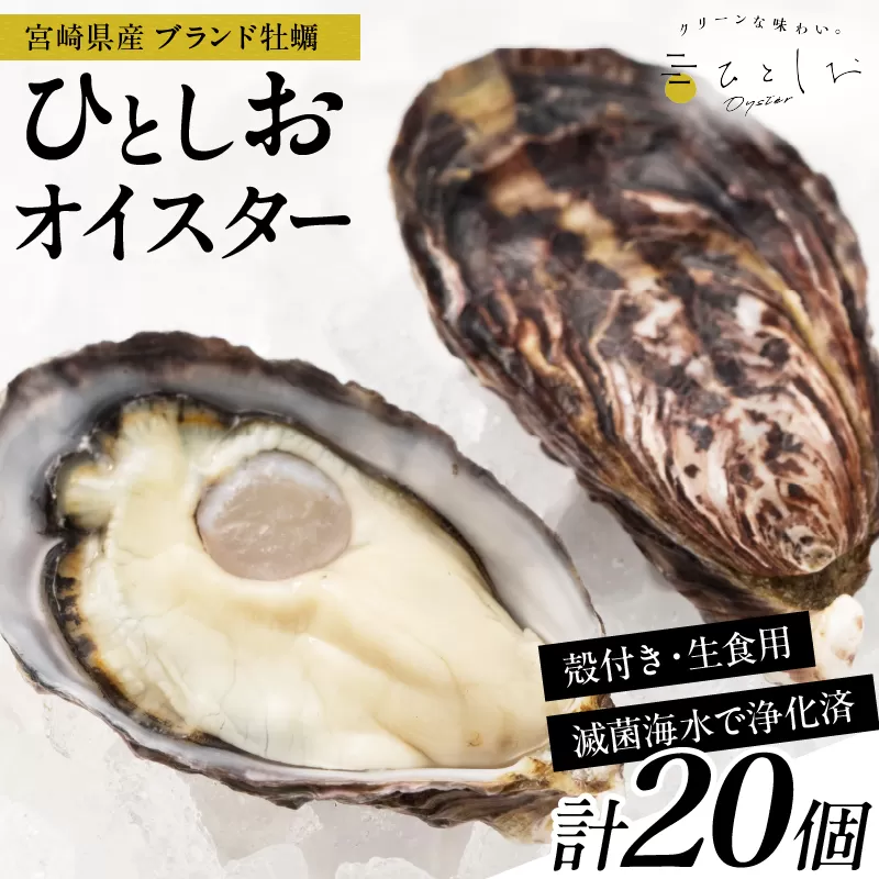 数量限定 宮崎県産 ブランド 牡蠣 ひとしおオイスター 計20個 魚介 魚貝 かき 生食用 殻付き 国産 おかず おつまみ 食品 海鮮 海産物 シーフード BBQ バーベキュー アウトドア グランピング 海の幸 養殖 絶品 贅沢 ご褒美 お取り寄せ グルメ 日南市 送料無料_CB81-23