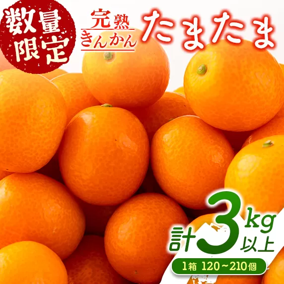 先行予約 完熟きんかん たまたま 計3kg以上 (3kg×1箱) 希少 期間限定 数量限定 フルーツ 果物 くだもの 柑橘 金柑 国産 食品 大粒 宮崎ブランド おすすめ デザート おやつ ギフト 贈り物 贈答 お返し お祝い おすそ分け 産地直送 日南市 送料無料_BC58-23