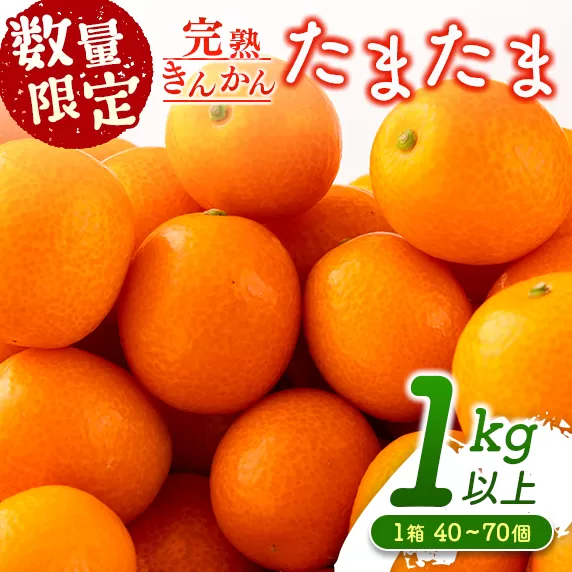 先行予約 完熟きんかん たまたま 計1kg以上 (1kg×1箱) 希少 期間限定 数量限定 フルーツ 果物 くだもの 柑橘 金柑 国産 食品 大粒 宮崎ブランド おすすめ デザート おやつ ギフト 贈り物 贈答 お返し お祝い おすそ分け 産地直送 日南市 送料無料_A91-24