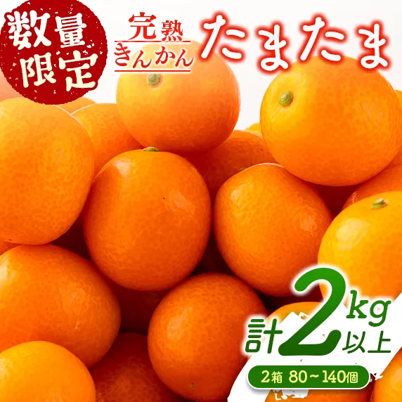 先行予約 完熟きんかん たまたま 計2kg以上 (1kg×2箱) 希少 期間限定 数量限定 フルーツ 果物 くだもの 柑橘 金柑 国産 食品 大粒 宮崎ブランド おすすめ デザート おやつ ギフト 贈り物 贈答 お返し お祝い おすそ分け 産地直送 日南市 送料無料_BC103-24