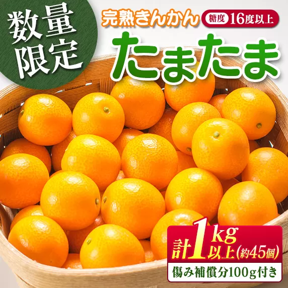 糖度16度以上 数量限定 完熟 きんかん たまたま 計1kg以上 傷み補償分付き 宮崎 期間限定 フルーツ 果物 くだもの ブランド 金柑 柑橘 令和8年発送 化粧箱入り 国産 食品 人気 おすすめ ギフト 贈り物 贈答 ご褒美 お祝い おすそ分け 日南市 送料無料_B215-23
