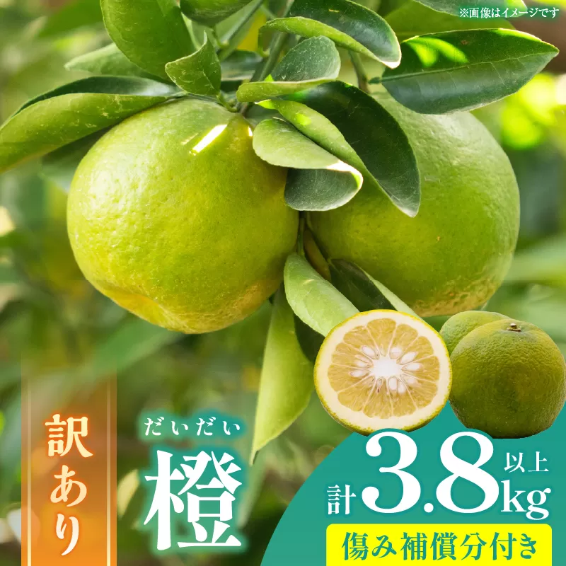 先行予約 訳あり 橙 だいだい 計3.8kg以上 傷み補償分付き 期間限定 数量限定 フルーツ 果物 くだもの みかん 柑橘 国産 食品 訳アリ 家庭用 おすそ分け おすすめ ポン酢 マーマレード ジャム 調味料 正月飾り 不揃い 傷 規格外 宮崎県 日南市 送料無料_AAV7-25
