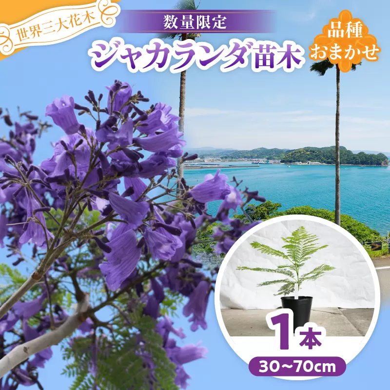 ≪世界三大花木≫ ジャカランダ 苗木 1本 30cm～70cm 期間限定 数量限定 紫雲木 花 植物 鉢植え 樹木 観賞用 園芸 国産 紫色 珍しい 希少 神秘的 贈り物 ギフト プレゼント お祝い 御祝 誕生日 記念日 ご褒美 人気 おすすめ 癒し 宮崎県 日南市 送料無料_C140-25