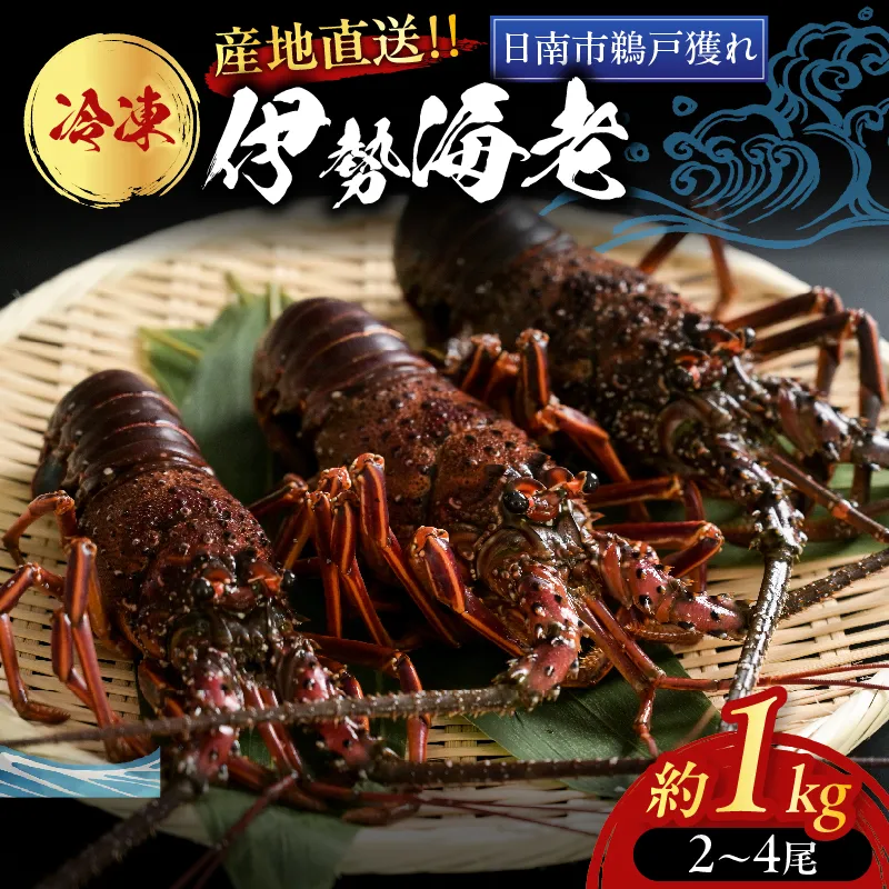 ≪ 期間限定・数量限定 ≫ 伊勢海老 約1kg (2～4尾) 伊勢えび イセエビ 海鮮 海産物 鮮魚 魚介 産地直送 新鮮 高級 刺身 味噌汁 焼き物 焼肉 BBQ 天然 おすすめ お取り寄せ グルメ ギフト 贈り物 お祝い 記念日 プレゼント 冷凍 宮崎県 日南市 送料無料_I34-26