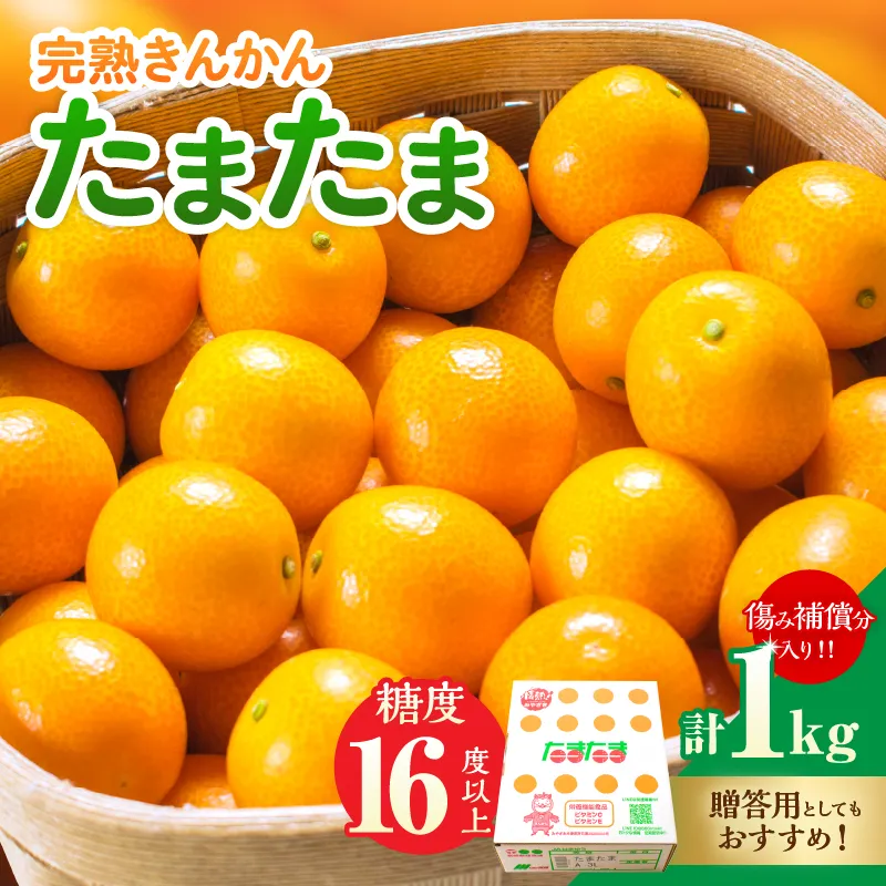 糖度16度以上 完熟 きんかん たまたま 計1kg以上 傷み補償分入り 宮崎 フルーツ 果物 くだもの ブランド 金柑 柑橘 令和9年発送 化粧箱入り 国産 食品 おすすめ ギフト 贈り物 贈答 ご褒美 お祝い おすそ分け 日南市 送料無料_BAV15-26