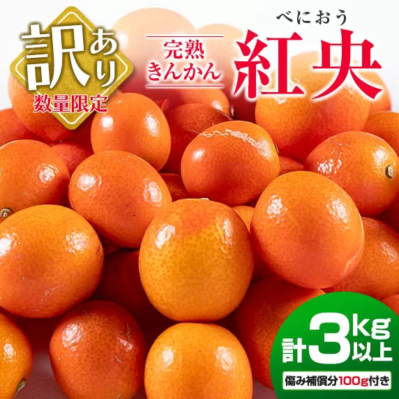 訳あり 数量限定 完熟 きんかん 紅央 計3kg以上 傷み補償分100g付き フルーツ 果物 柑橘 金柑 みかん オレンジ 人気 おすすめ おすそ分け お土産 プレゼント お取り寄せ グルメ 国産 食品 デザート ブランド 希少 特産品 産地直送 宮崎県 日南市 送料無料_AA54-23