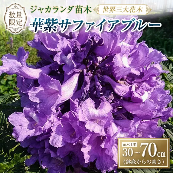 ≪世界三大花木≫ ジャカランダ 苗木 華紫サファイアブルー 30cm～70cm 期間限定 数量限定 紫雲木 花 植物 鉢植え 観賞用 園芸 国産 紫色 珍しい 希少 神秘的 贈り物 ギフト プレゼント お祝い 誕生日 記念日 人気 おすすめ 癒し 宮崎県 日南市 送料無料_CA72-25