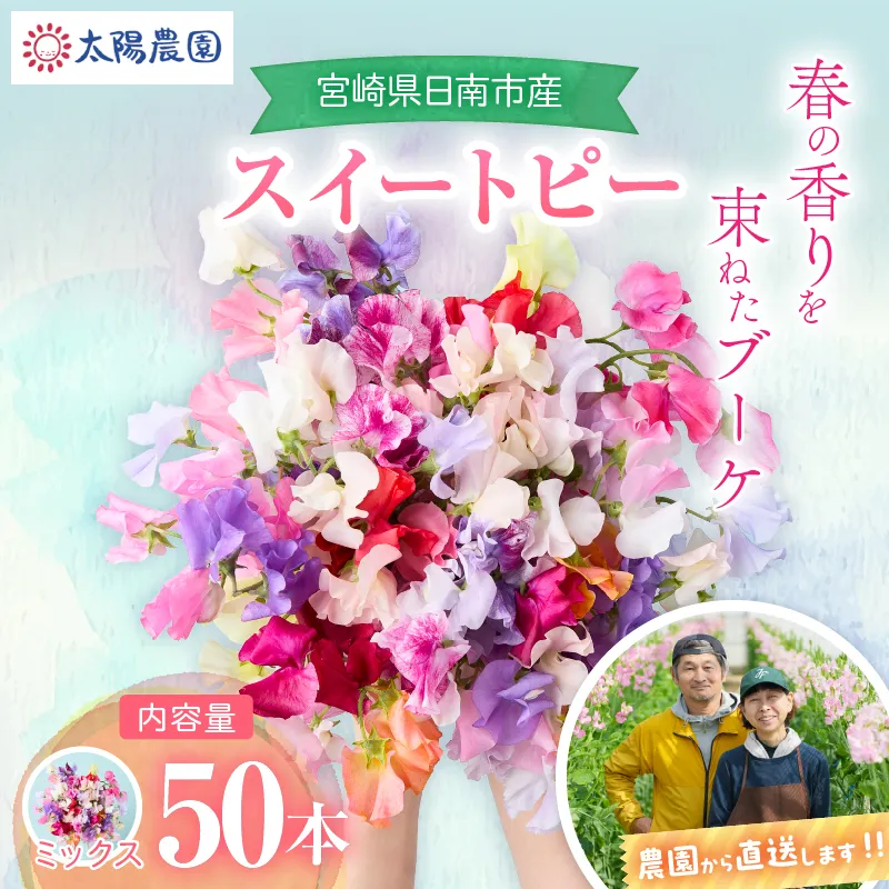 スイートピー 花束 50本 ミックス系 フラワー 期間限定 数量限定 生産者直送 新鮮 花 植物 観賞用 国産 インテリア用品 贈り物 ギフト プレゼント お祝い 誕生日 記念日 人気 おすすめ 癒し 宮崎県 日南市 送料無料_CB123-26