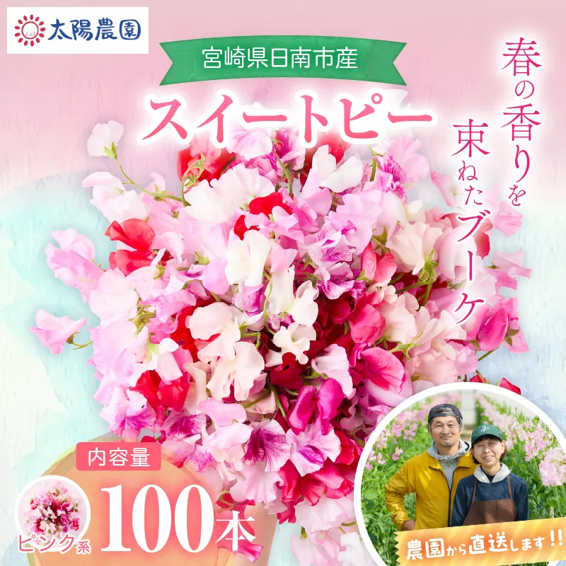 スイートピー 花束 100本 ピンク系 フラワー 期間限定 数量限定 生産者直送 新鮮 花 植物 観賞用 国産 インテリア用品 贈り物 ギフト プレゼント お祝い 誕生日 記念日 人気 おすすめ 癒し 宮崎県 日南市 送料無料_FA15-26