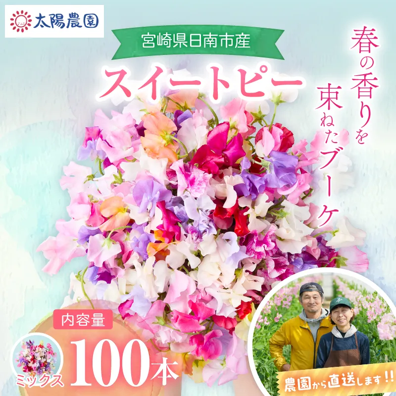 スイートピー 花束 100本 ミックス系 フラワー 期間限定 数量限定 生産者直送 新鮮 花 植物 観賞用 国産 インテリア用品 贈り物 ギフト プレゼント お祝い 誕生日 記念日 人気 おすすめ 癒し 宮崎県 日南市 送料無料_FA16-26