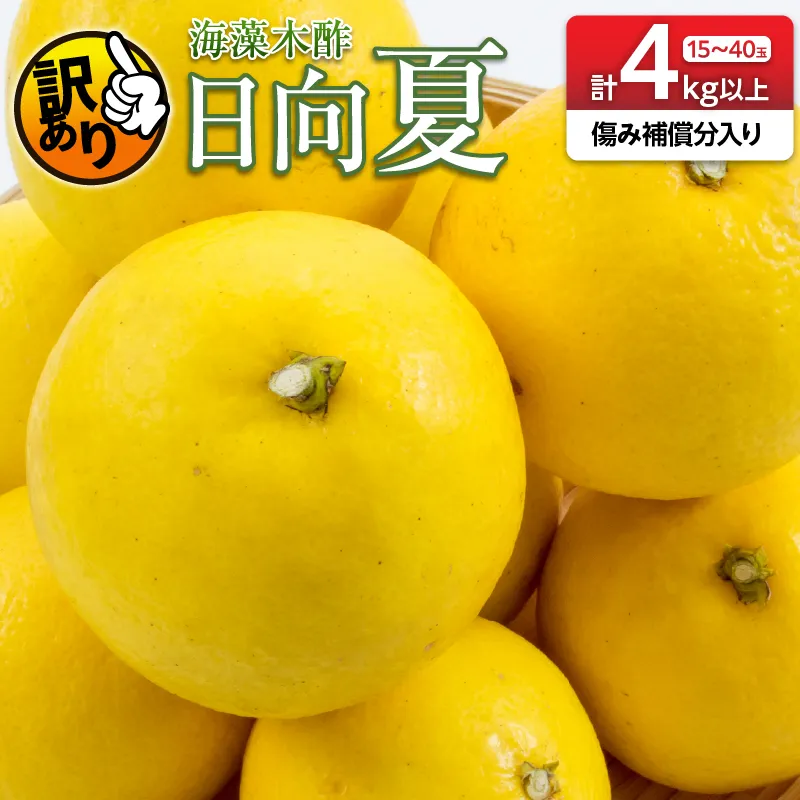 先行予約 訳あり 海藻木酢 日向夏 小夏 計4kg以上 傷み補償分入り フルーツ 果物 くだもの 柑橘 みかん 訳アリ 国産 食品 デザート おやつ おすそ分け おすすめ ご家庭用 ご自宅用 B品 傷 マーマレード 産地直送 宮崎県 日南市 送料無料_ZZV5-26