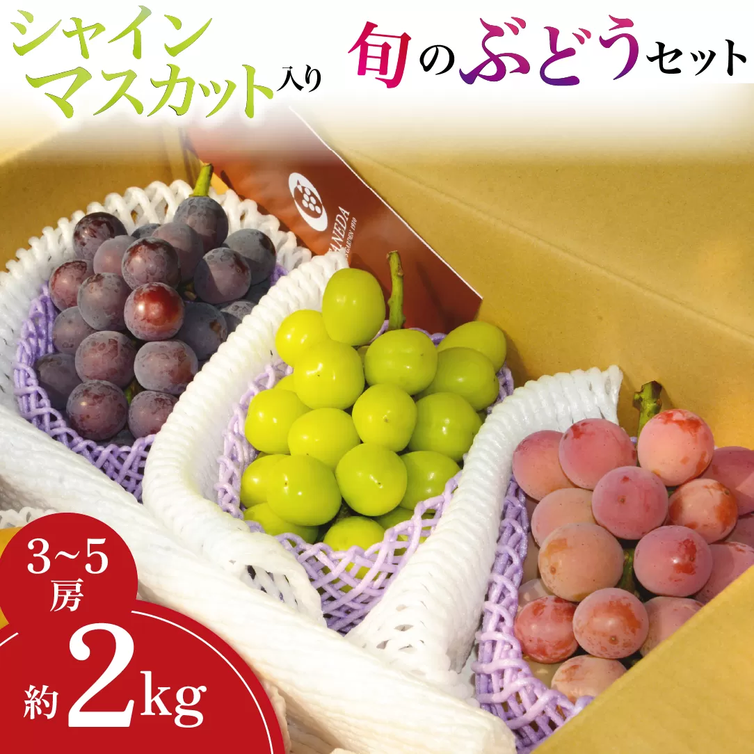 【産地直送】シャインマスカット等の旬のぶどう詰め合わせ 2kg（シャインマスカット ぶどう ブドウ 果物 セット 詰め合わせ フルーツ 贈答用 限定）