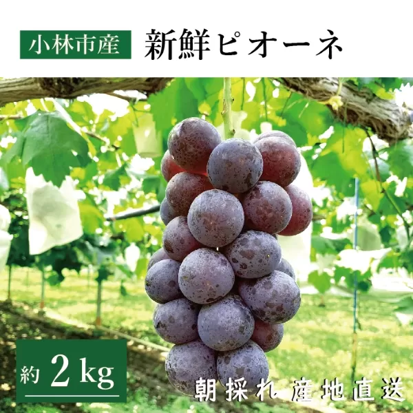 【産直もぎたて】新鮮ピオーネ 2kg程度（国産 ブドウ ぶどう 果物 くだもの フルーツ 贈答用 プレゼント 限定）