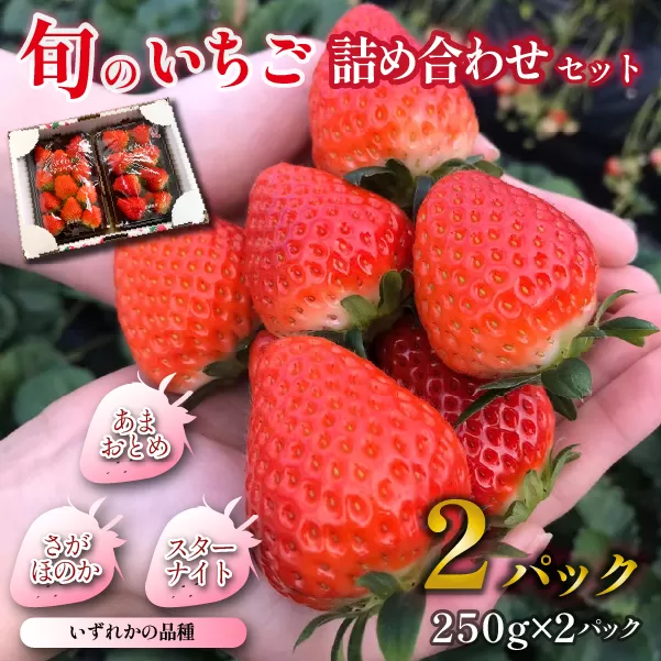 【先行受付】小林市産 朝摘み新鮮いちご 詰め合わせ （250g×2パック） 苺 イチゴ 果物 贈答用 プレゼント 先行予約