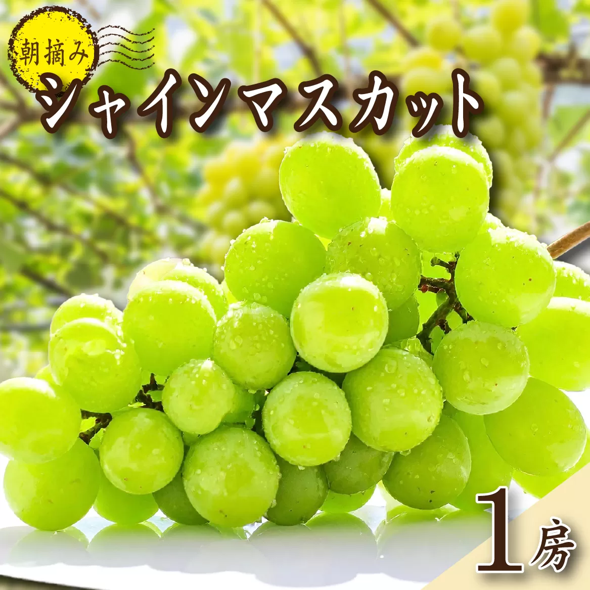 [2026年発送 先行予約]農場直送・特選大房朝摘み完熟シャインマスカット1房
