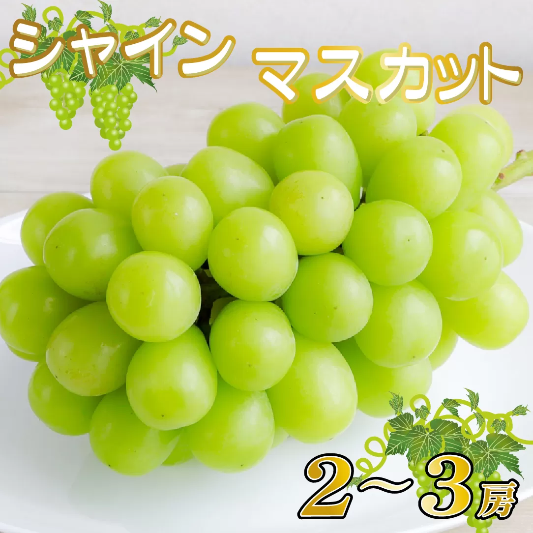 【産直もぎたて】シャインマスカット 1.3kg程度（2～3房 果実 くだもの フルーツ ブドウ 贈答用 限定）